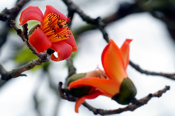 Ngam hoa gao no do ruc lang que