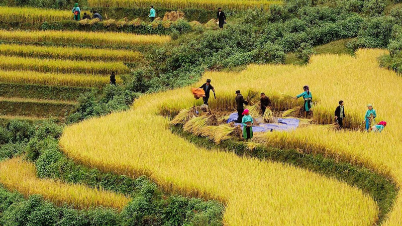 Người dân bắt đầu vụ thu hoạch lúa mới trên những thửa ruộng bậc thang
