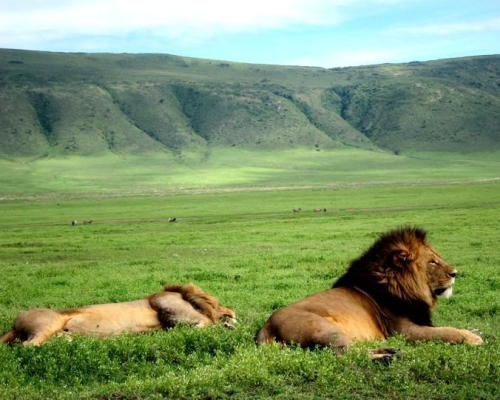 kham pha thien nhien hoang da o nui lua Ngorongoro