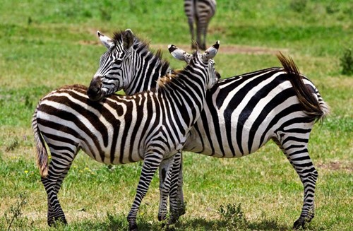 kham pha thien nhien hoang da o nui lua Ngorongoro