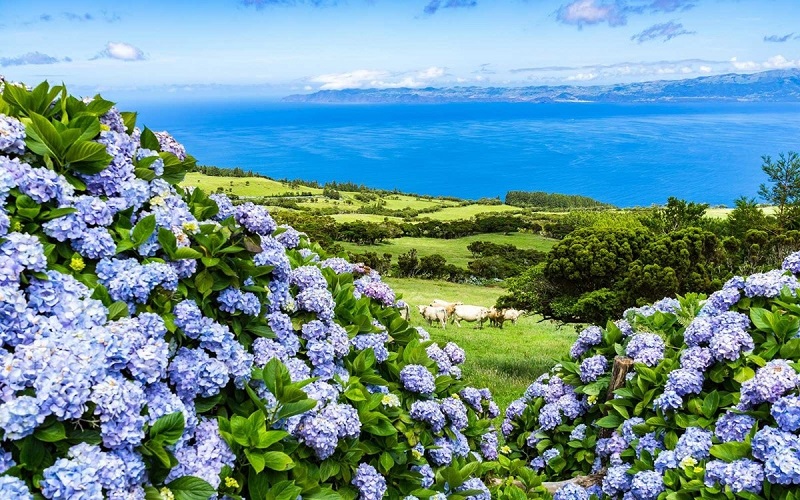 đảo Faial