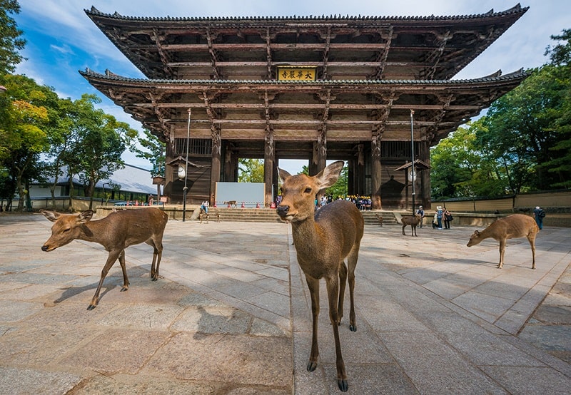 Những chú hươu ở Nara được xem là sứ giả của những vị thần