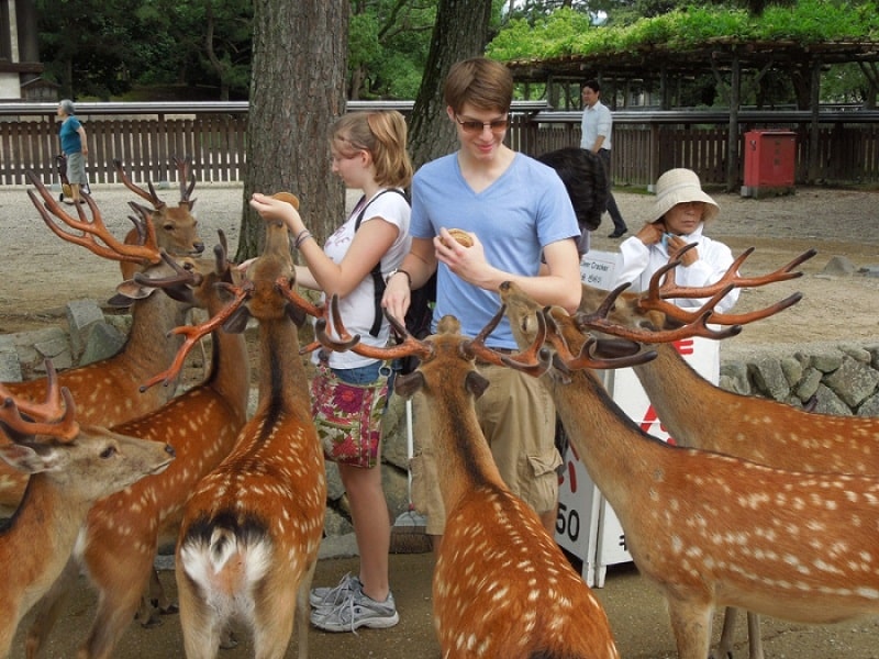 Đến công viên Nara đừng quên trải nghiệm cho hươu ăn nhé!