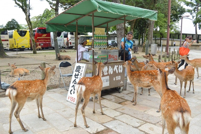 Không những ham ăn, hươu Nara còn siêu tò mò