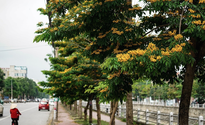 hoa giáng hương