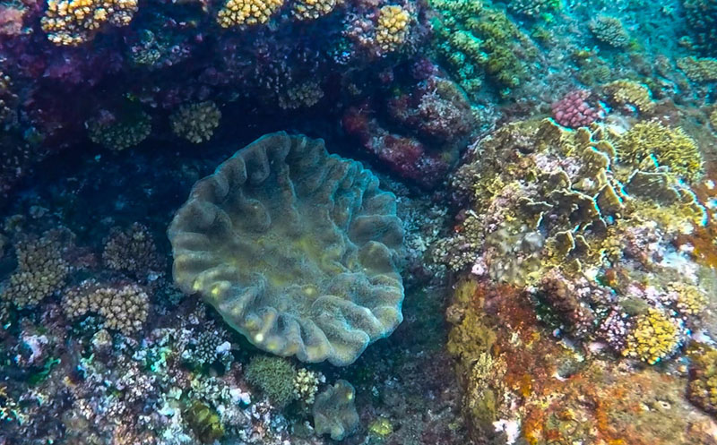 Khám phá thiên đường san hô trên đá trầm tích hàng triệu năm ở đảo Bé