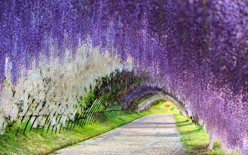 Đường hầm hoa tử đằng Nhật Bản