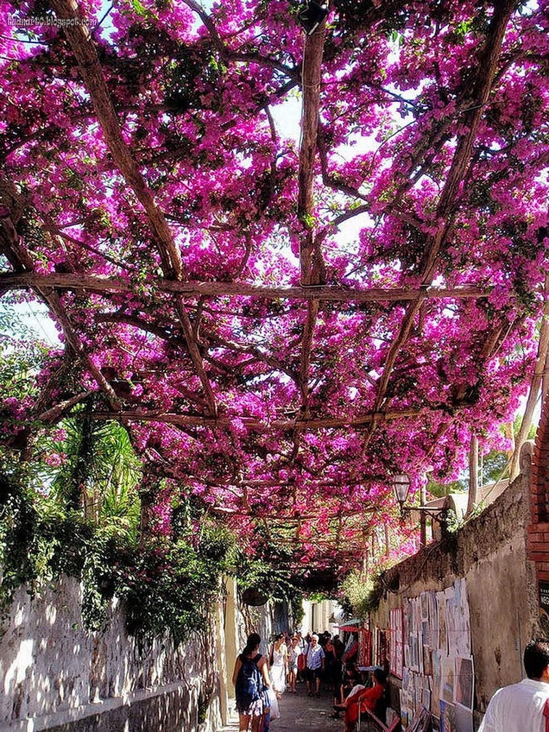 Đường hoa tuyệt đẹp ở Positano, Ý