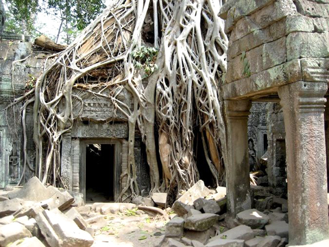 Di tích Ta Phrom bị các rễ cây cổ thụ che khuất.