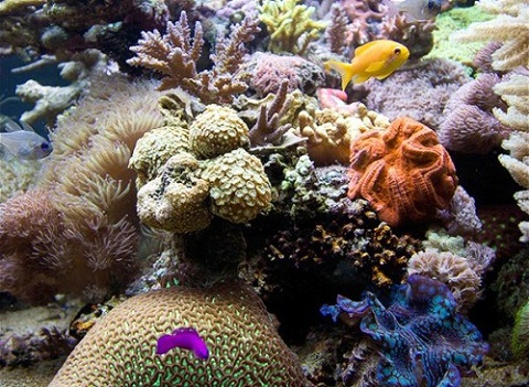 Đảo Great Berrier Reef, Australia