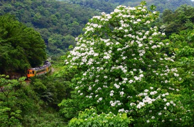 Hoa Tung trên sườn núi