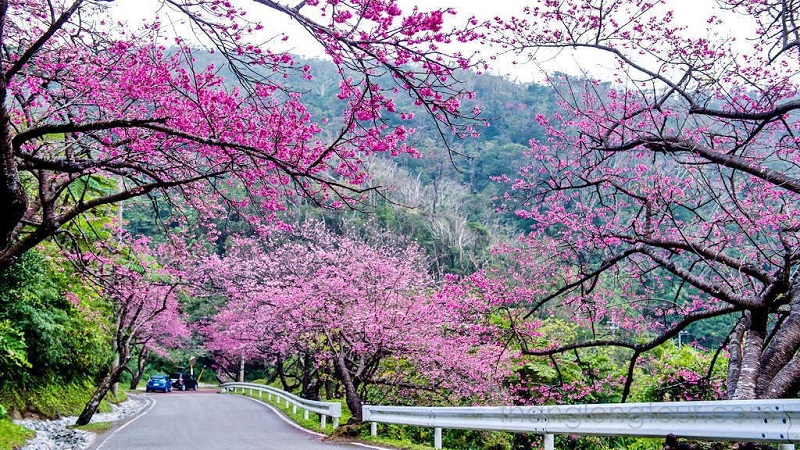 Hoa anh đào phủ kín cả con đường ở Nhật
