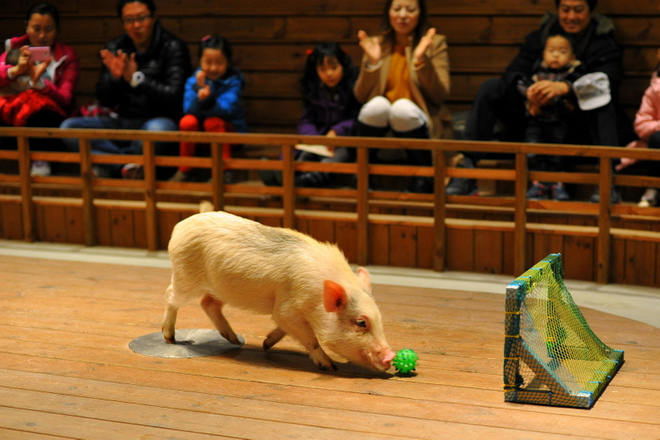 Siêu dễ thương với bảo tàng lợn Hàn Quốc