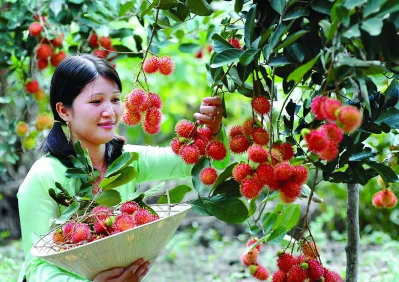Vườn trái cây trĩu quả ở Cái Mơn – Chợ Lách
