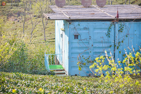 Lên Mộc Châu, ngủ nhà container đầy sắc màu giữa rừng mận trắng, cải vàng