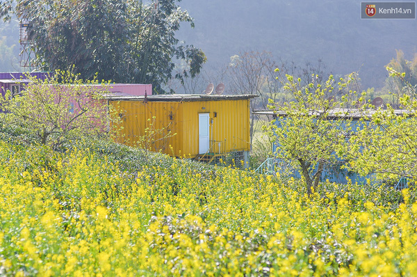Lên Mộc Châu, ngủ nhà container đầy sắc màu giữa rừng mận trắng, cải vàng