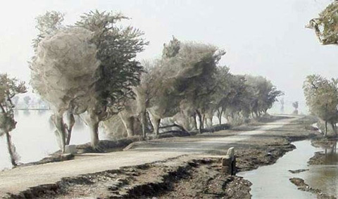 Những con nhện thường chăng tơ nhện khắp cây và tạo ra hình cây kén trong mùa lũ lụt khá lạ ở Pakistan.