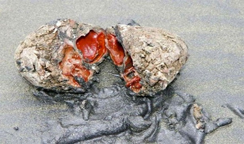 Đá sống: Sinh vật biển lạ này đến từ Chile không chắc đó là đá nhưng chúng không thể di chuyển.