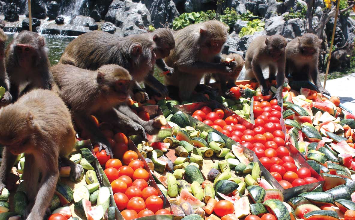 Những hòn đảo khỉ không thể bỏ qua khi đi du lịch năm Thân