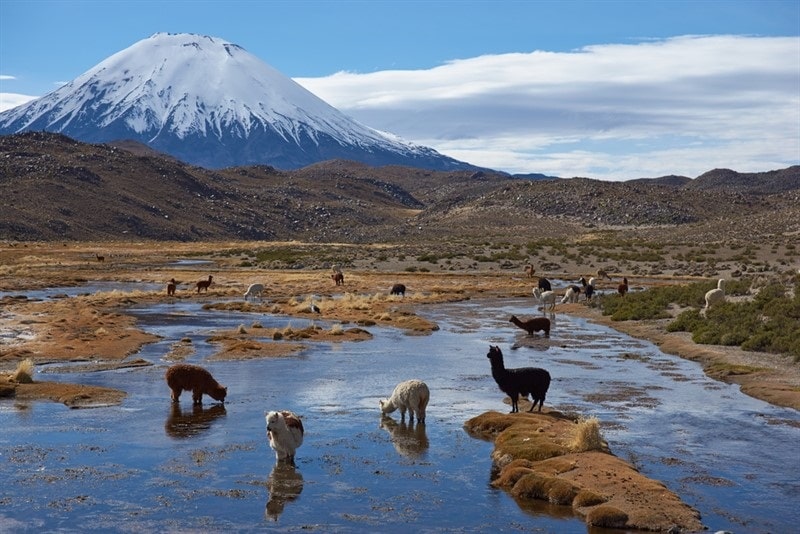 Công viên quốc gia Lauca một trong những điểm du lịch nổi bật ở Chile