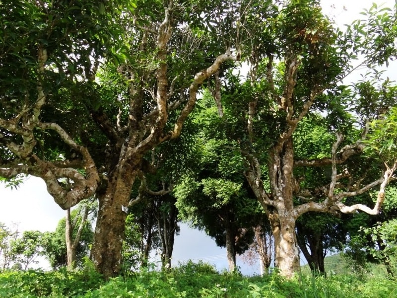 Những cây chè cổ thụ trăm tuổi thu hút nhiều du khách đến tham quan