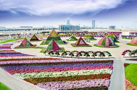 Vườn hoa diệu kỳ Miracle garden ở Dubai 