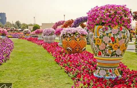 Vườn hoa diệu kỳ Miracle garden ở Dubai 