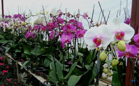 Làng hoa Phù Vân - Hà Nam