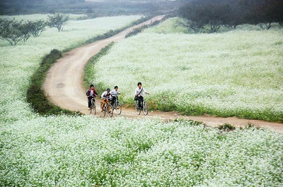 Du lịch miền Bắc - Mộc Châu