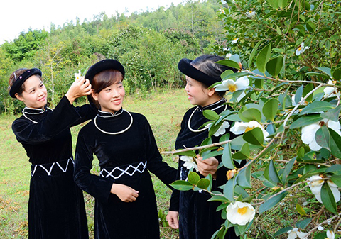 hoa sở bình liêu