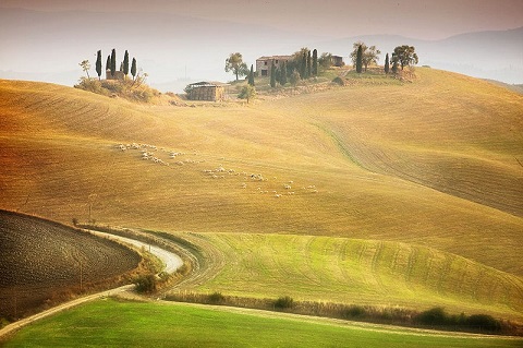 Đàn cứu trắng nhởn nhơ gặp cỏ tại Tuscany