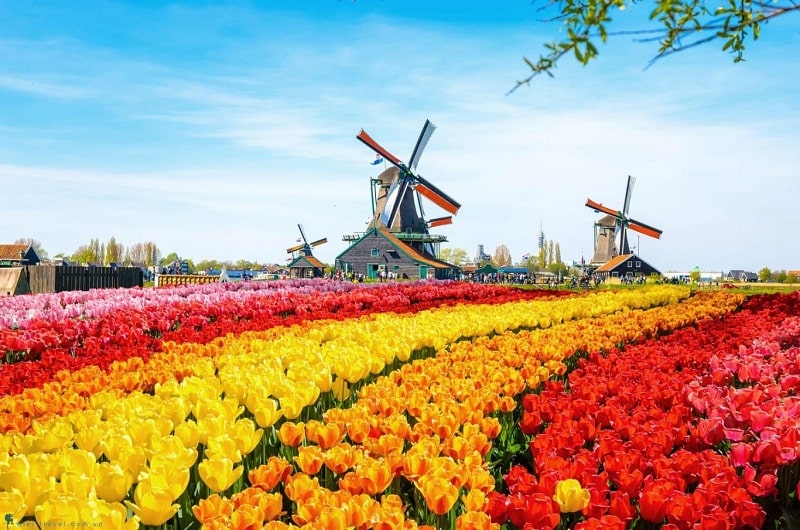 Hoa Tulip loài hoa biểu tượng cho đất nước Hà Lan