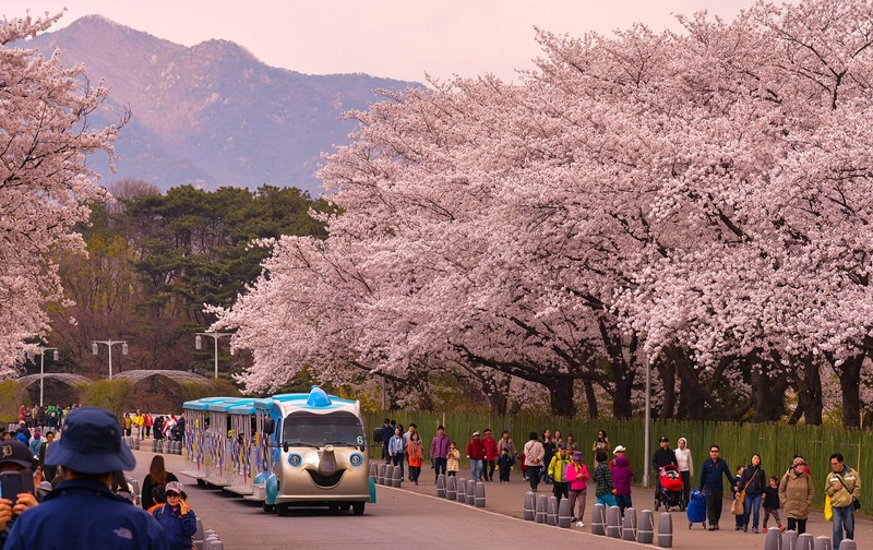 Yeouido Spring Flower Festival thu hút đông đảo khách du lịch