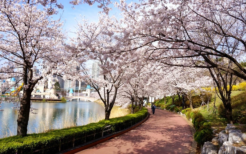 Seokchon Lake Cherry Blossom Festival sẽ khiến bạn mê mẩn ngay từ cái nhìn đầu tiên