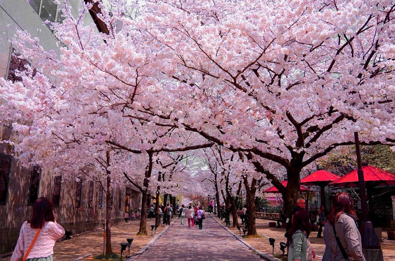 Nhật Bản được mệnh danh là xứ sở hoa anh đào quả không sai