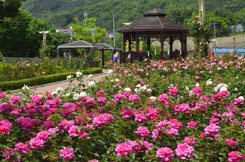Khám phá lễ hội hoa hồng ở Hàn Quốc