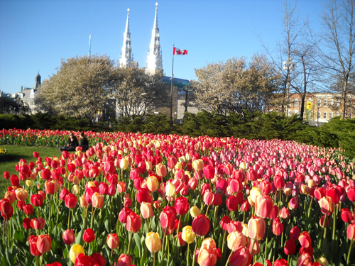 Độc đáo lễ hội hoa tulip lớn nhất Canada