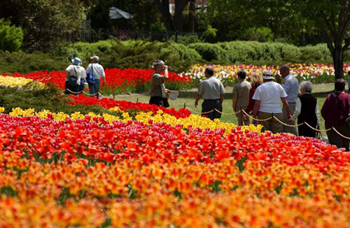 Độc đáo lễ hội hoa tulip lớn nhất Canada