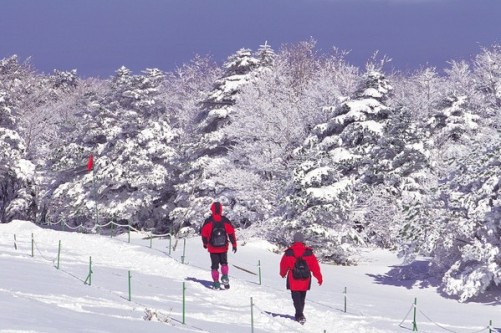 Lễ hội tuyết núi Taebaeksan Hàn Quốc