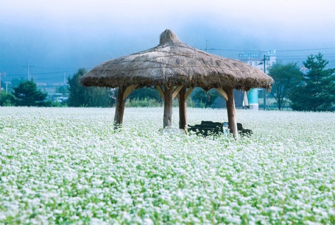 Rộn ràng lễ hội hoa tam giác mạch ở Hàn Quốc