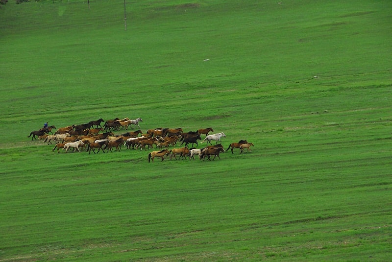 Vùng đất xanh bao la cùng những đàn ngựa dũng mãnh nơi thảo nguyên Kharkhorin