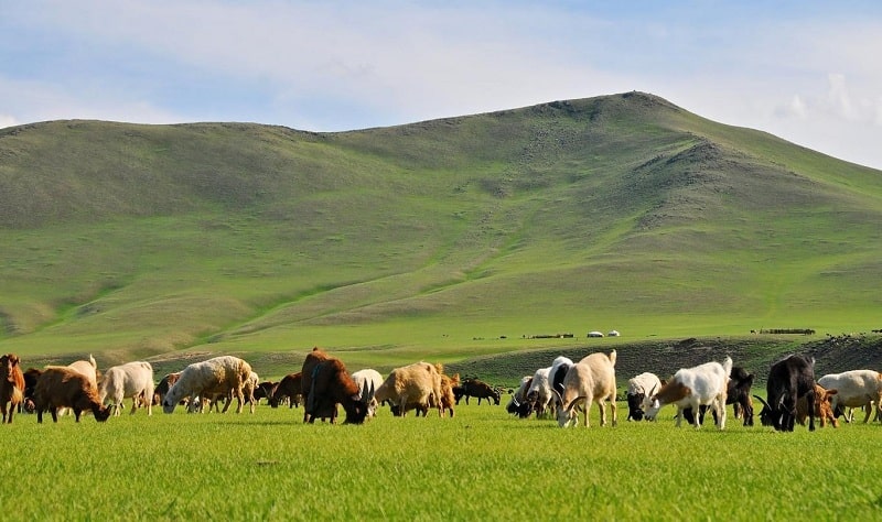 Kharkhorin nuôi dê, cừu và ngựa là chủ yếu