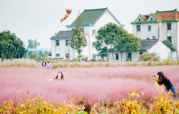 Cánh đồng màu hồng đẹp khó tin hấp dẫn giới trẻ Trung Quốc