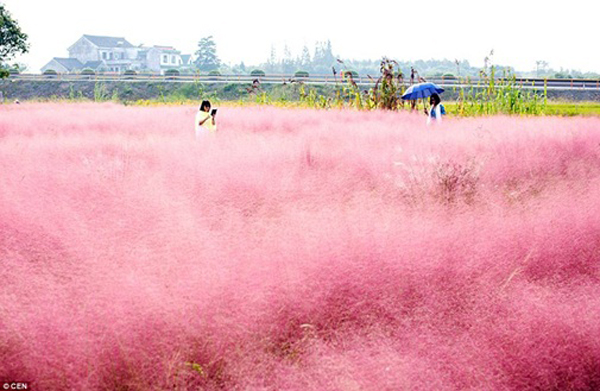 Cánh đồng màu hồng đẹp khó tin hấp dẫn giới trẻ Trung Quốc