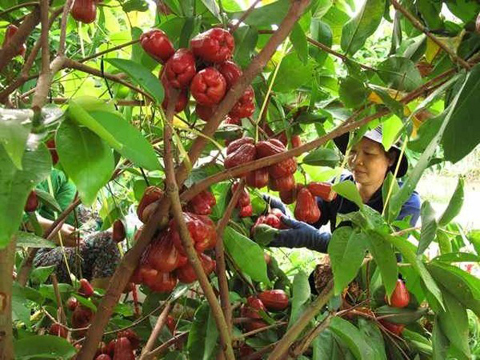 Miệt vườn C&aacute;i B&egrave; - Tiền Giang