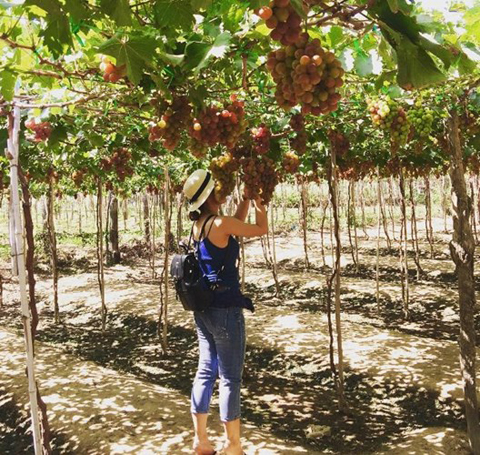 C&aacute;ch Phan Rang chừng 7km, vườn nho Ba Mọi ở th&ocirc;n Hiệp H&ograve;a, x&atilde; Phước Thuận, huyện Ninh Phước 