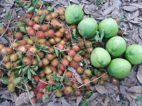 Vườn tr&aacute;i c&acirc;y Trung An &ndash; Củ Chi