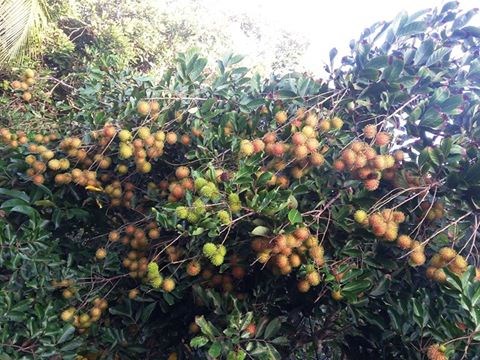 Vườn tr&aacute;i c&acirc;y Trung An &ndash; Củ Chi