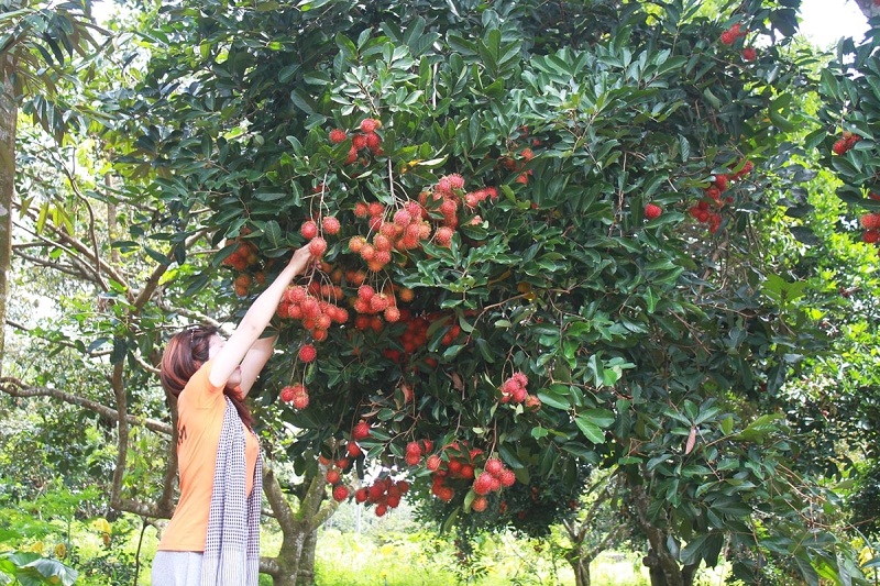 Tận tay hái trái cây là một trải nghiệm thú vị cho du khách