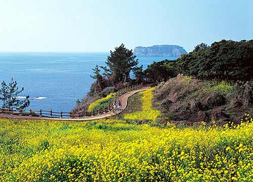 dao-jeju